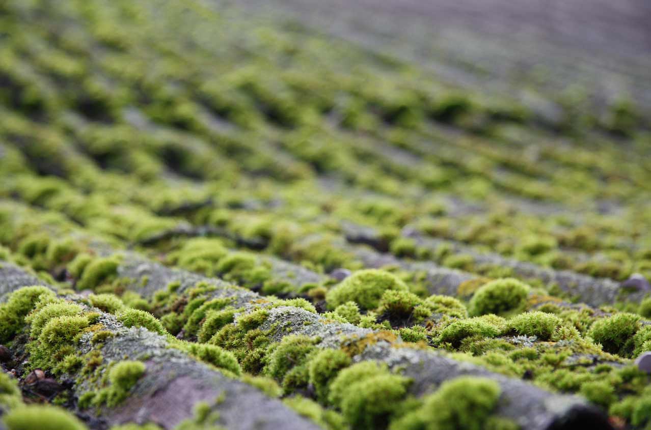 Roof Moss Removal In Bothell